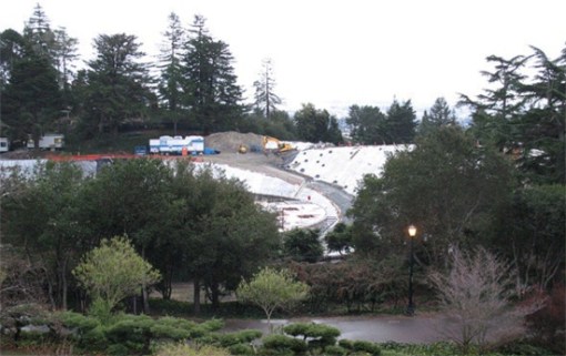 Same oak grove (slated for removal) in 2013.