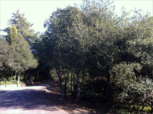 Healthy grove of oaks in Oakland slated for removal.