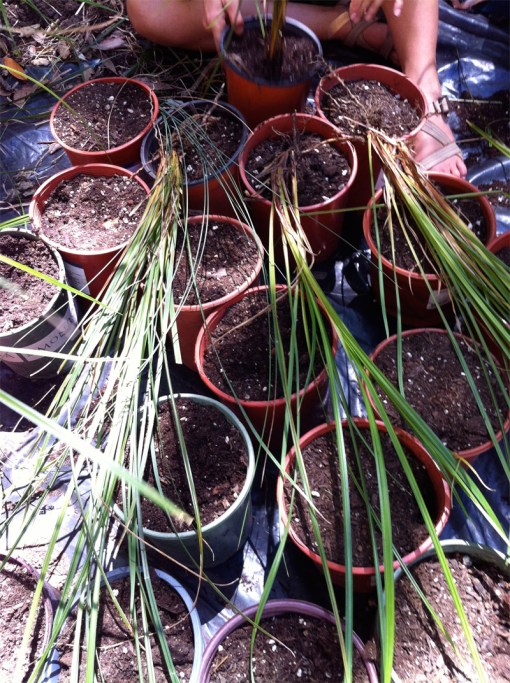 Preparing "white root" sedge for propagation and transplanting. Photo by Lee Klinger.