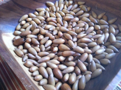 Acorn. Photo by Kat Steele.