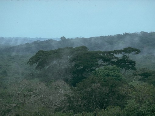Congo Canopy