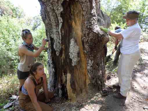 Grandfather oak volunteers - July 2015